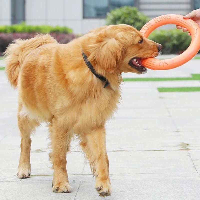 DogTrainingRing™ - Chienfidele