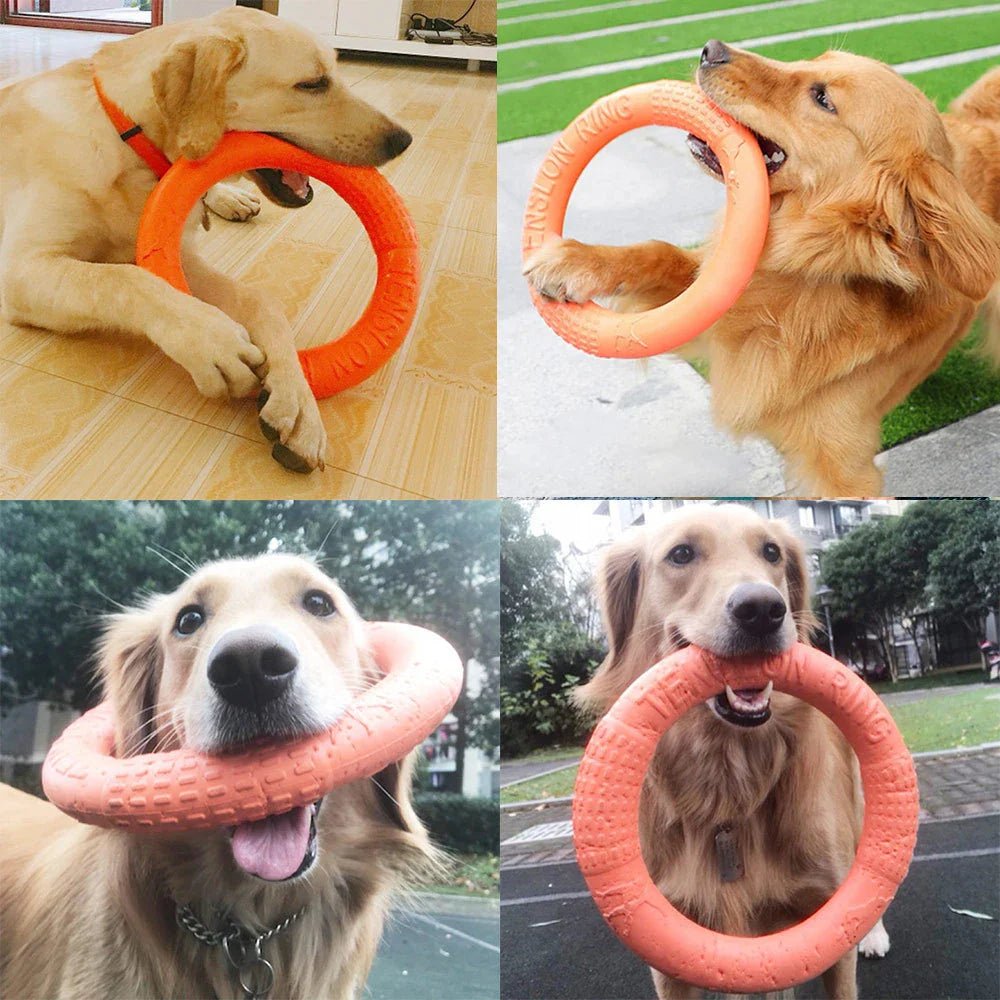 DogTrainingRing™ - Chienfidele