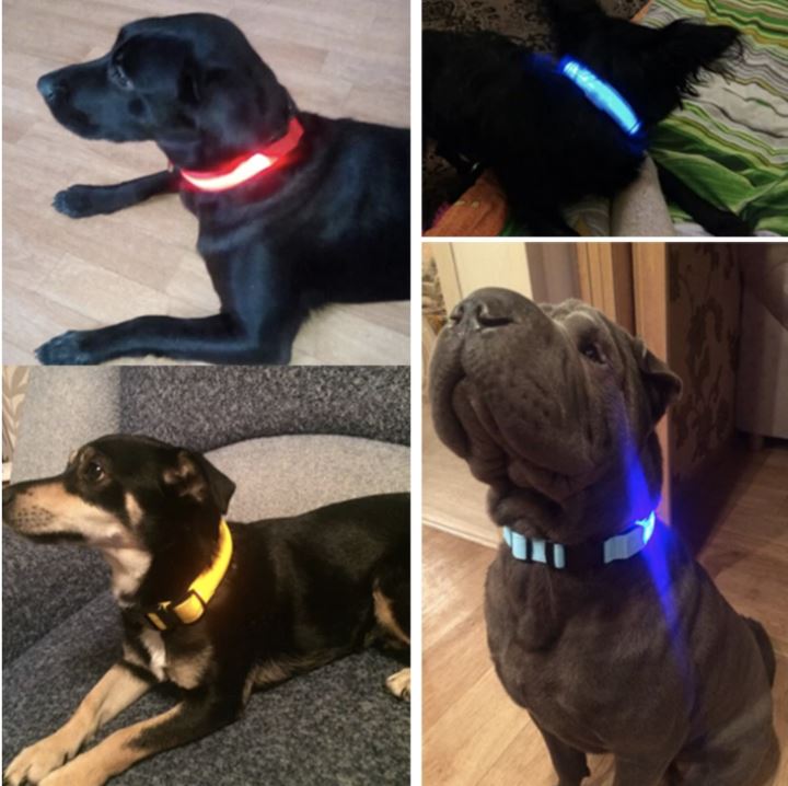 LedCollar™ - Collier à LED rechargeable pour chien - Chienfidele